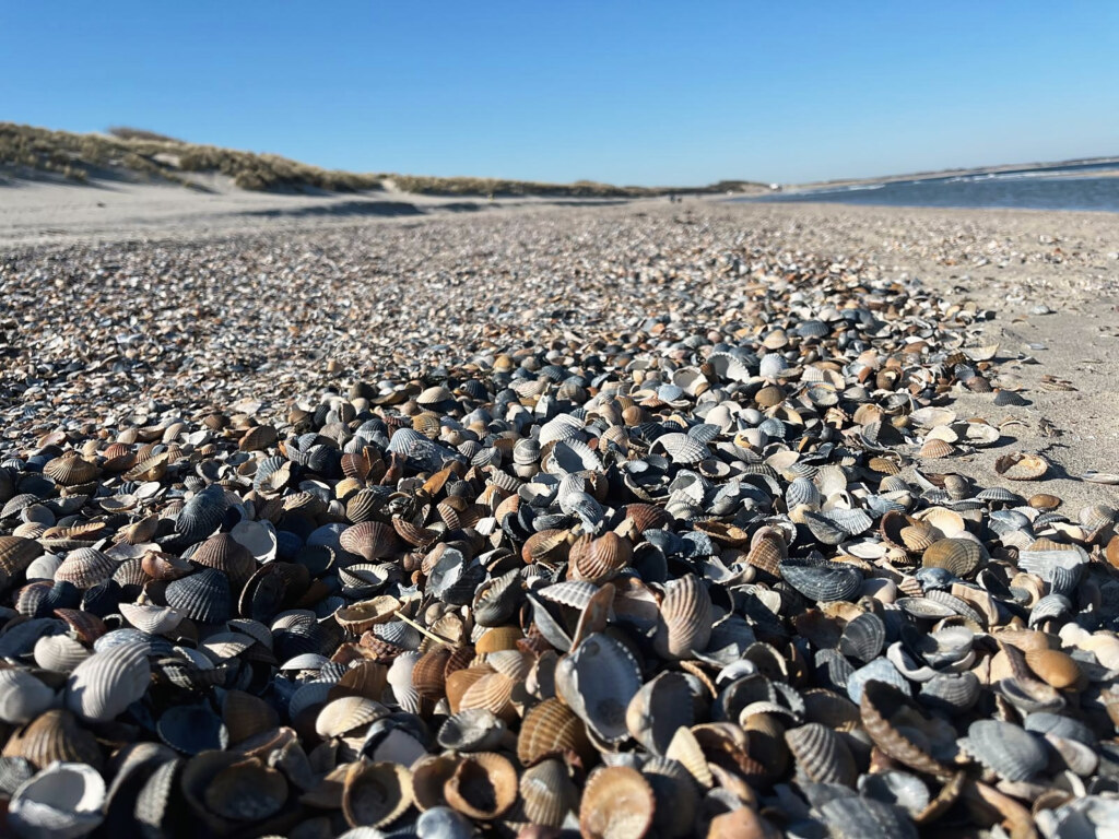 Unzählige Muscheln am Strand – keine gleicht der anderen
